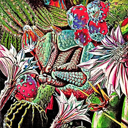 Armadillo-CactusRock
